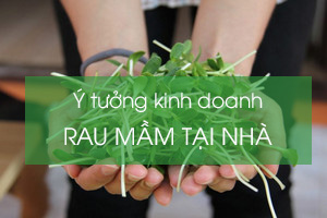 Ý tưởng kinh doanh rau mầm tại nhà